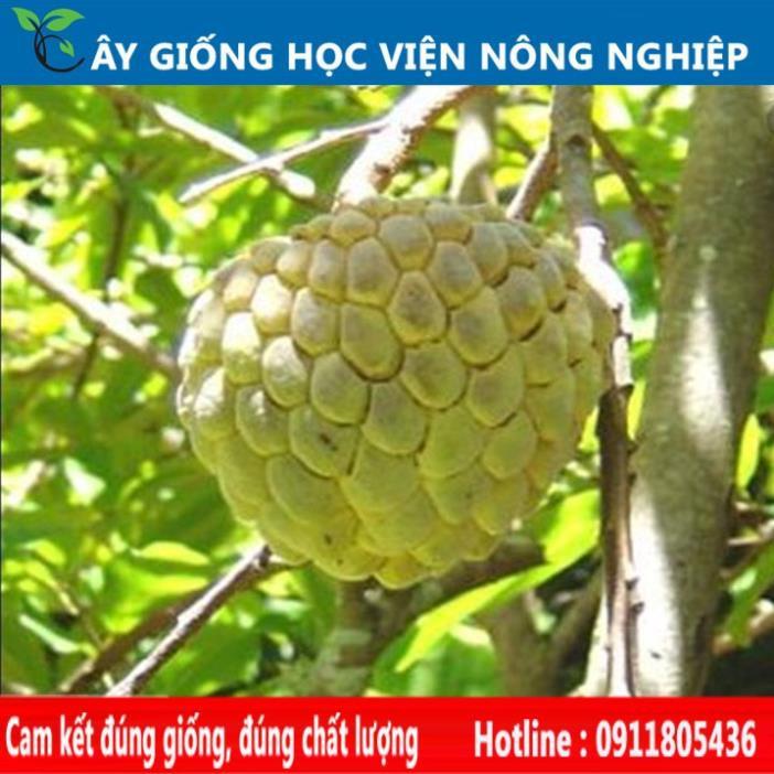 Sản phẩm Cây Ăn Trái cây na dai chuẩn giống F1