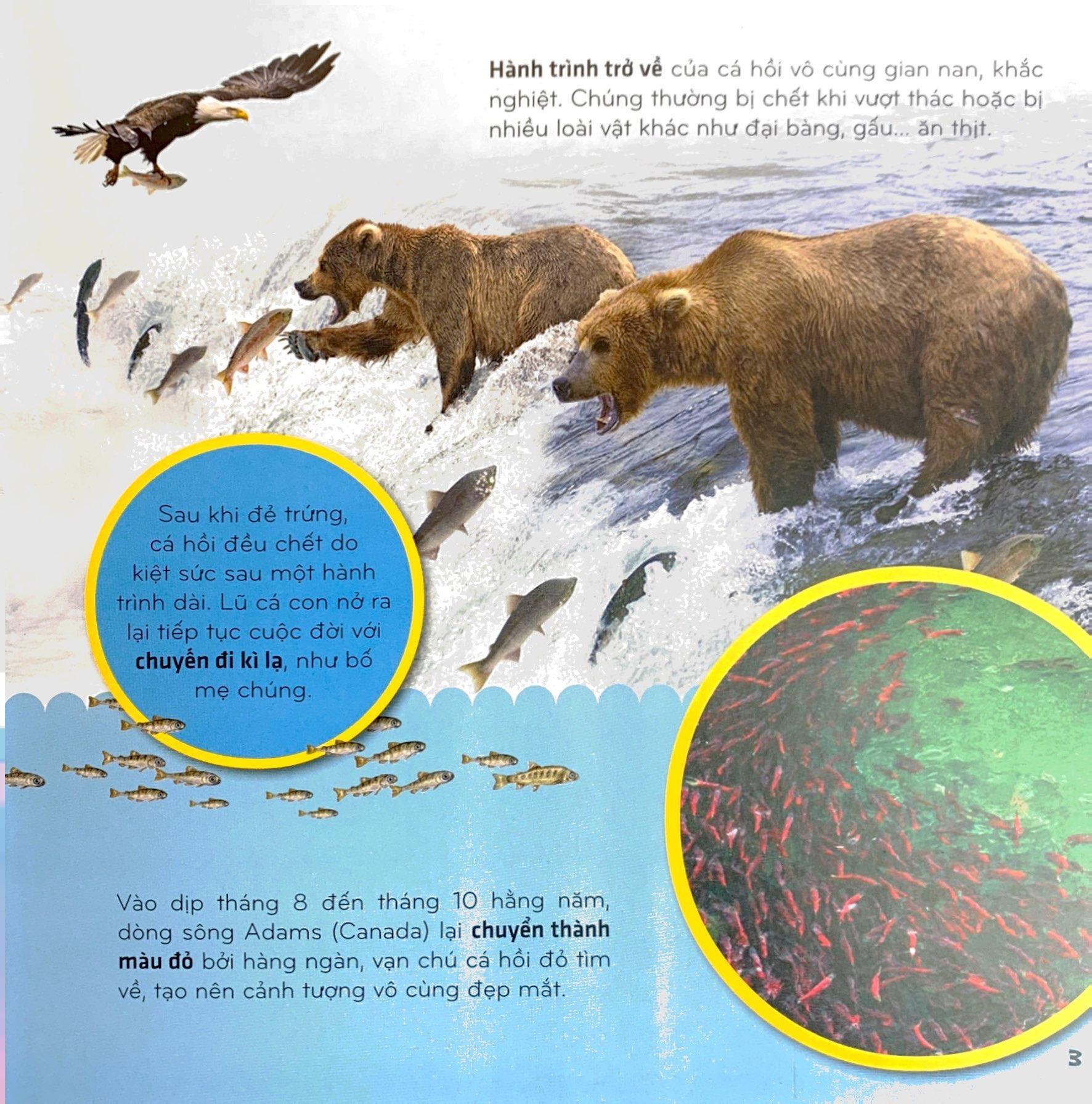 Bí Ẩn Thế Giới Loài Vật - Cá (Tái Bản 2024)