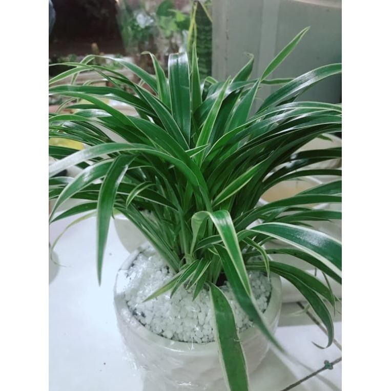 Chậu cây Lan chỉ Bán Chạy