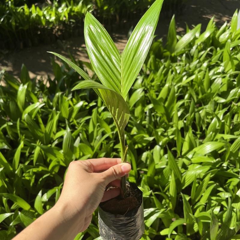 CÂY GIỐNG CAU TỨ QUÝ LÙN - GIỐNG CHUẨN