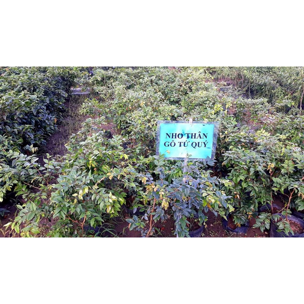 CÂY GIỐNG NHO THÂN GỖ NAM MỸ 18 THÁNG CHO TRÁI