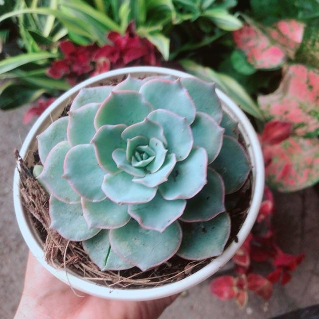 Sen Đá Hồng Phấn