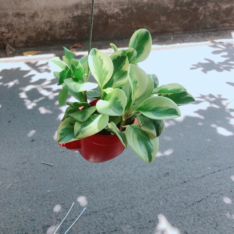 Chậu Cây Trường Sinh