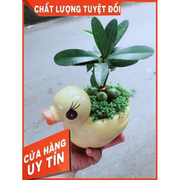 Chậu Vịt Vàng May Mắn
