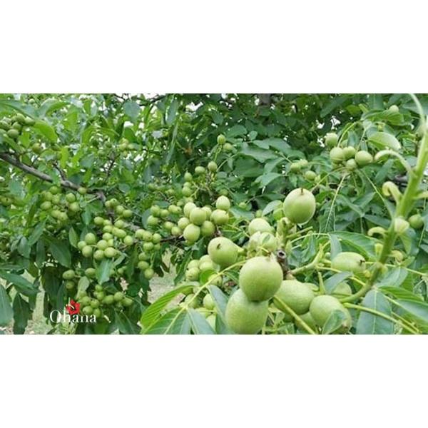 Giống cây óc chó nếp - cây giống nhỏ