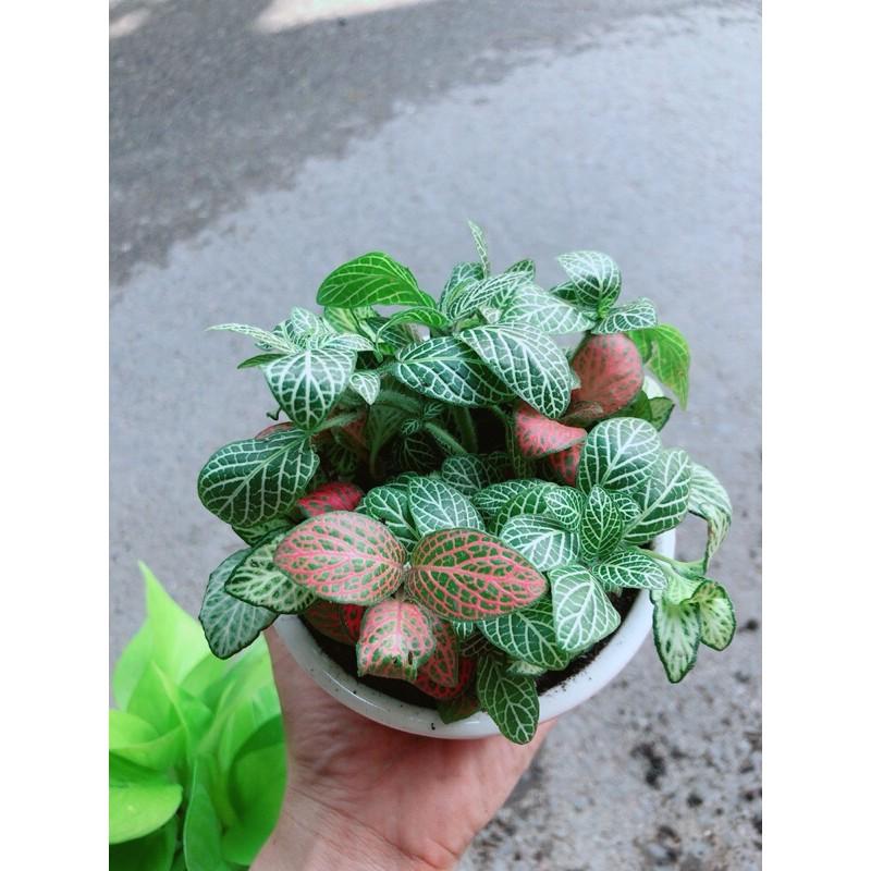 Chậu Cây Cẩm Nhung