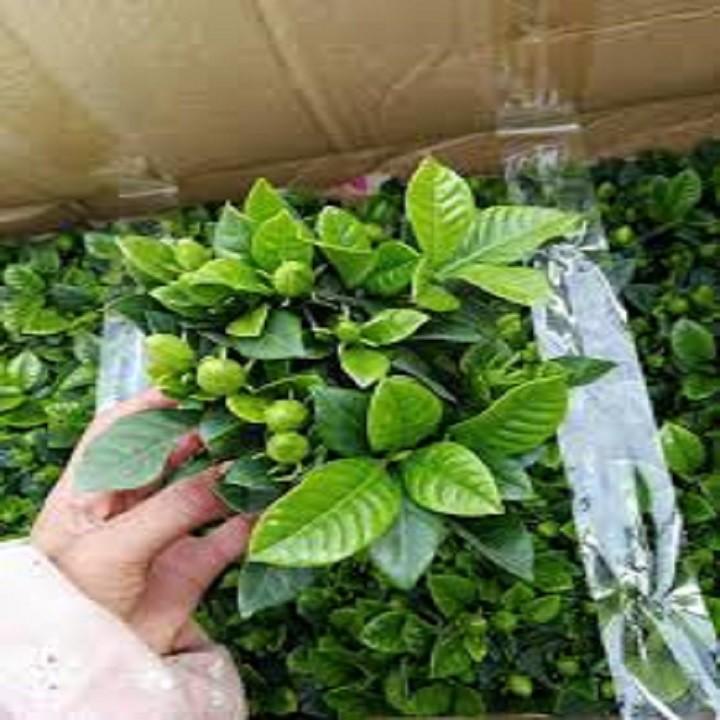 BẦU CÂY GIỐNG HOA BẠCH THIÊN HƯƠNG