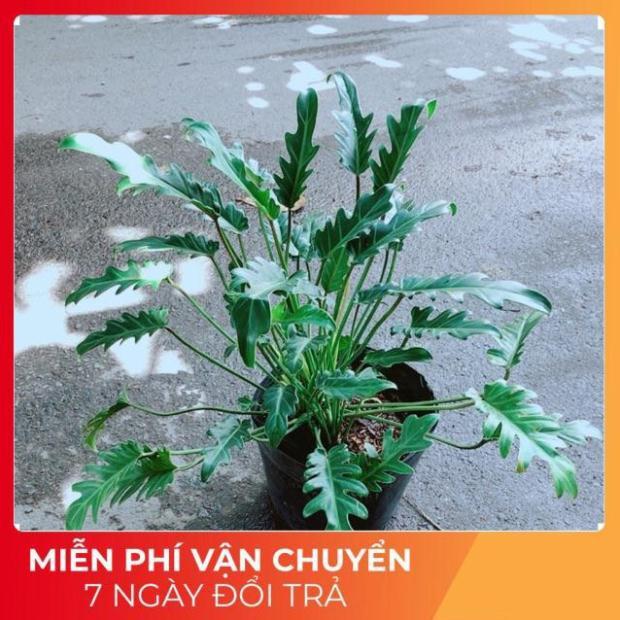 Trầu Bà Chân Vịt