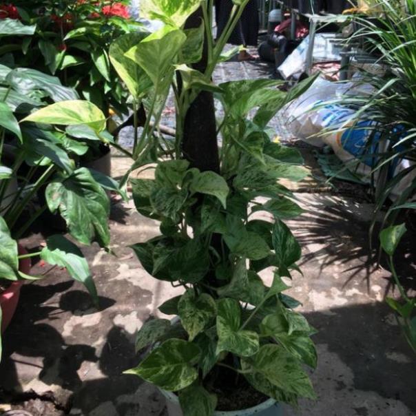 Cây trầu bà sữa