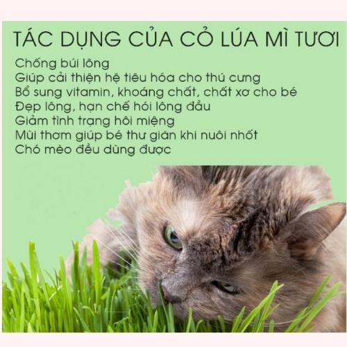 Lon trồng cỏ mèo tươi SUN SUN chống búi lông, giảm stress