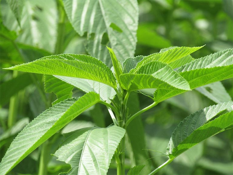 Hạt Giống Rau Đay Trắng 4 Mùa - Gói 10Gr