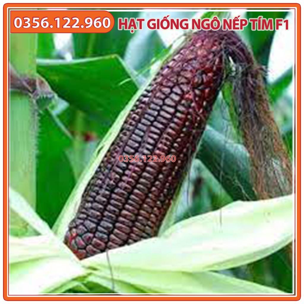 Hạt giống ngô nếp tím F1 - 100g - bắp nếp tím năng suất cao