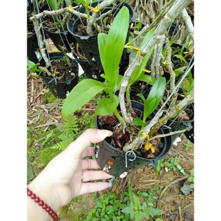 Hoa phong lan trầm tím rừng chậu phi 12