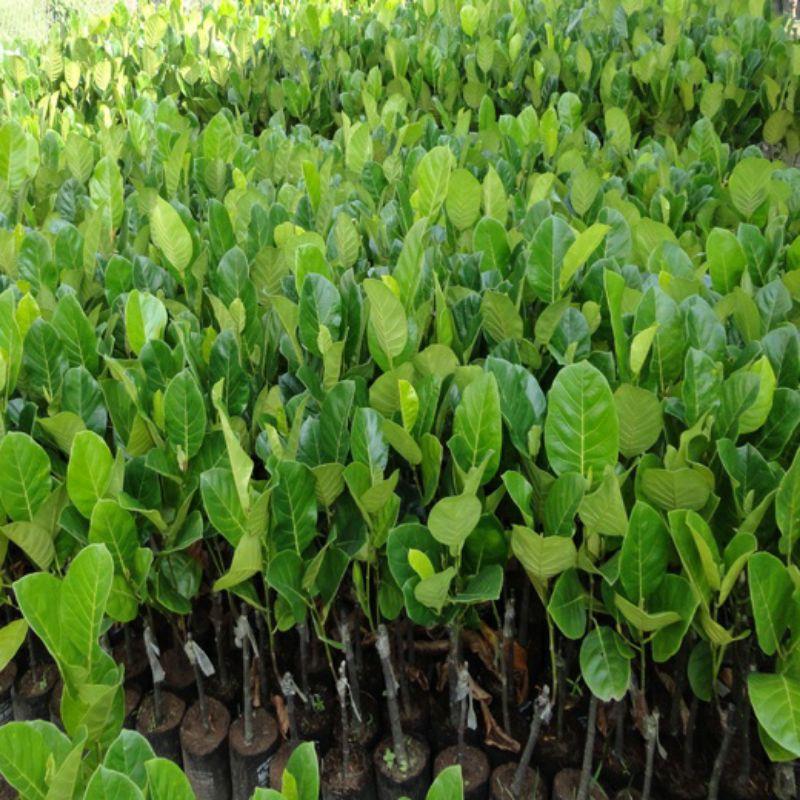 CÂY GIỐNG MÍT TỐ NỮ SIÊU SỚM