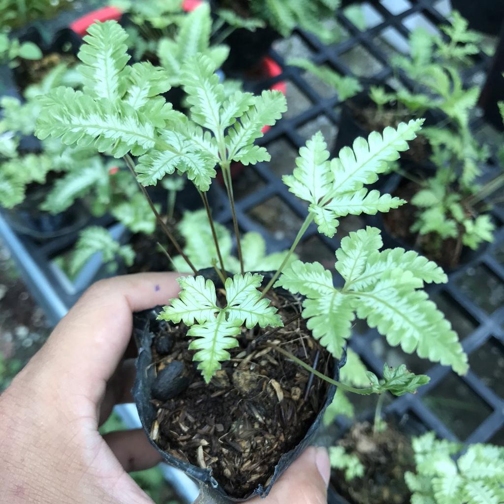 Dương xỉ lá bạc mini dùng set up bể terrarium-bán cạn