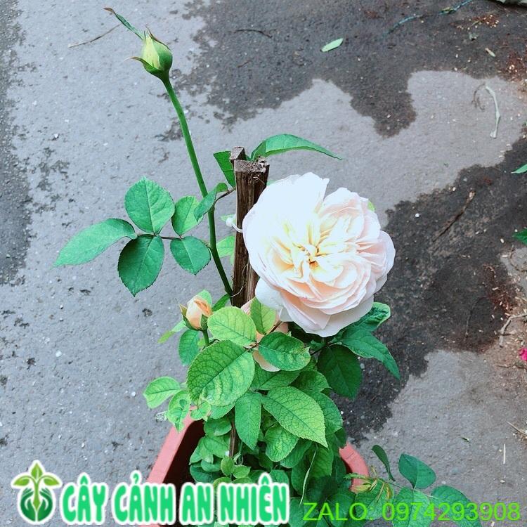 Chậu Hoa Hồng Leo