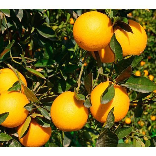 CÂY GIỐNG CAM CARA RUỘT ĐỎ KHÔNG HẠT SIÊU NGON SIÊU QUẢ- CAM KÊT GIỐNG CHUẨN F1 - CGCCRRDKH