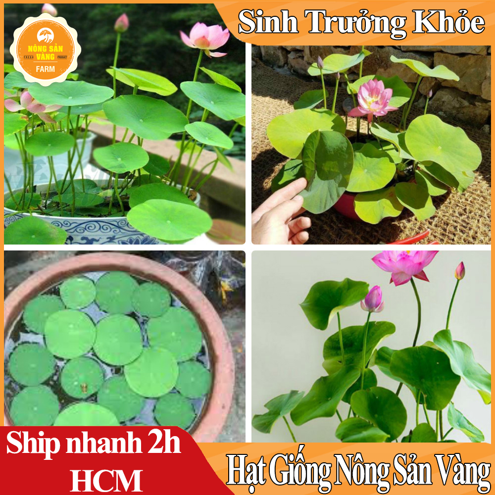 Hạt giống Hoa Sen Mini Nhật, Trồng Trong Chậu nuôi Cá Làm Phong Thủy Tuyệt Đẹp (Màu Ngẫu Nhiên) - Nông Sản Vàng