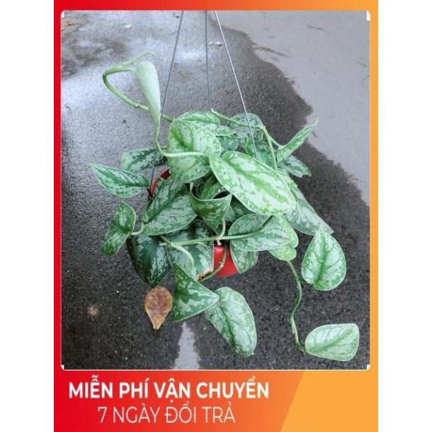 Trầu Bà Lụa
