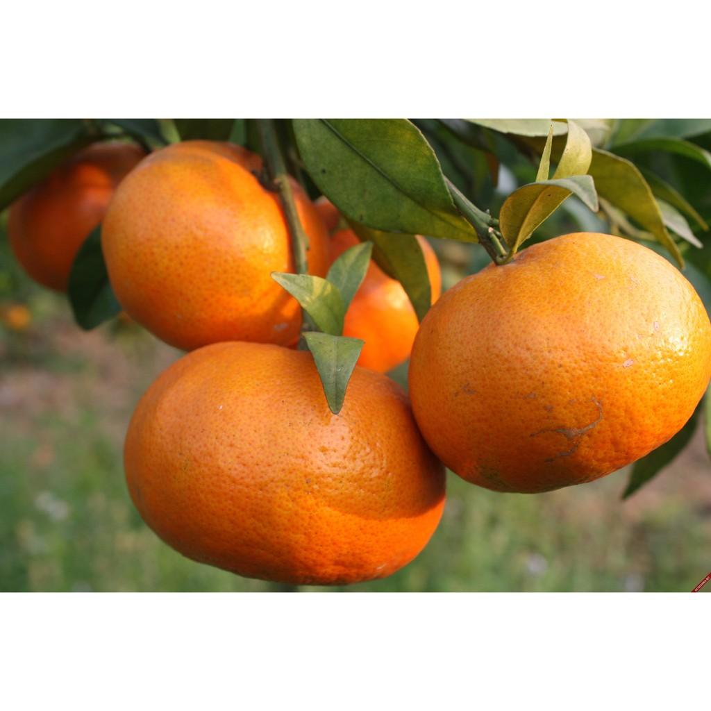 Cây giống Cam ĐƯỜNG Canh Siêu trái .