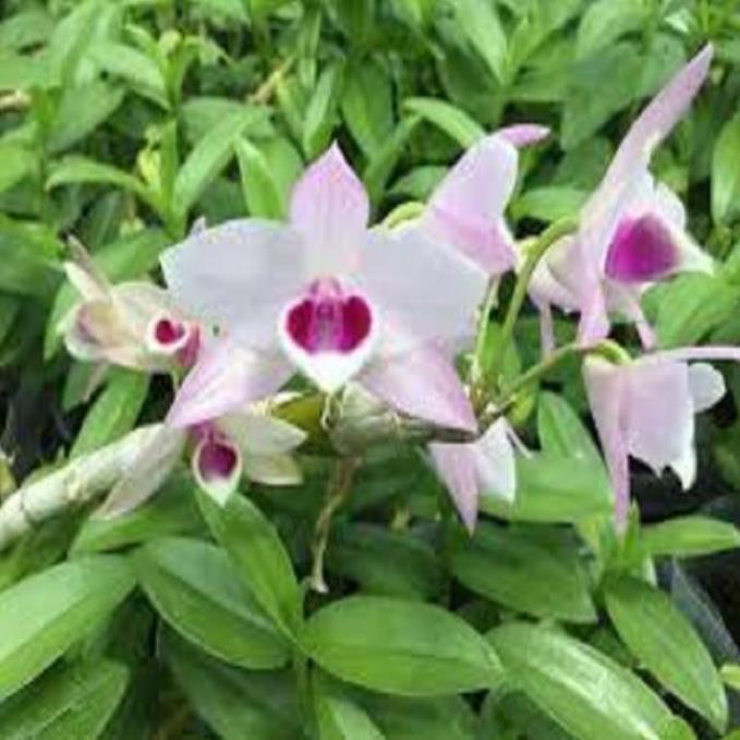 Hoa lan trầm thanh hoa cánh ám