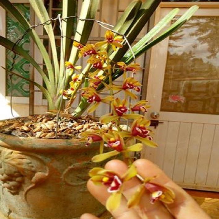 Sản Phẩm Hoa phong lan kiếm 2 màu