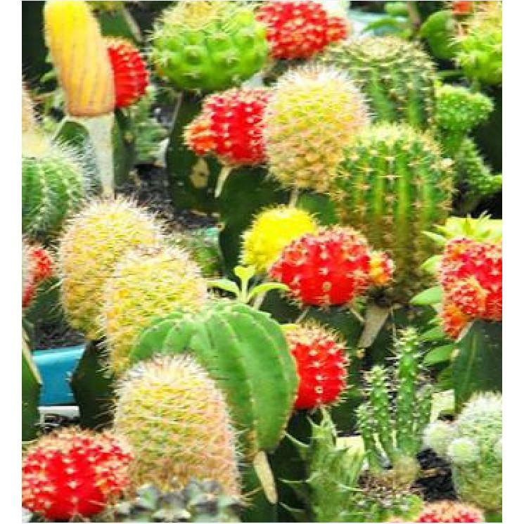 Hạt giống cây hoa xương rồng mix