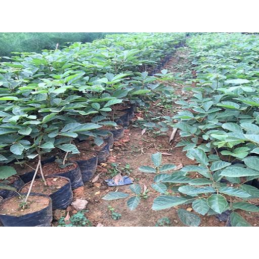 COMBO 2 BẦU CÂY PHONG LINH TÍM GIỐNG