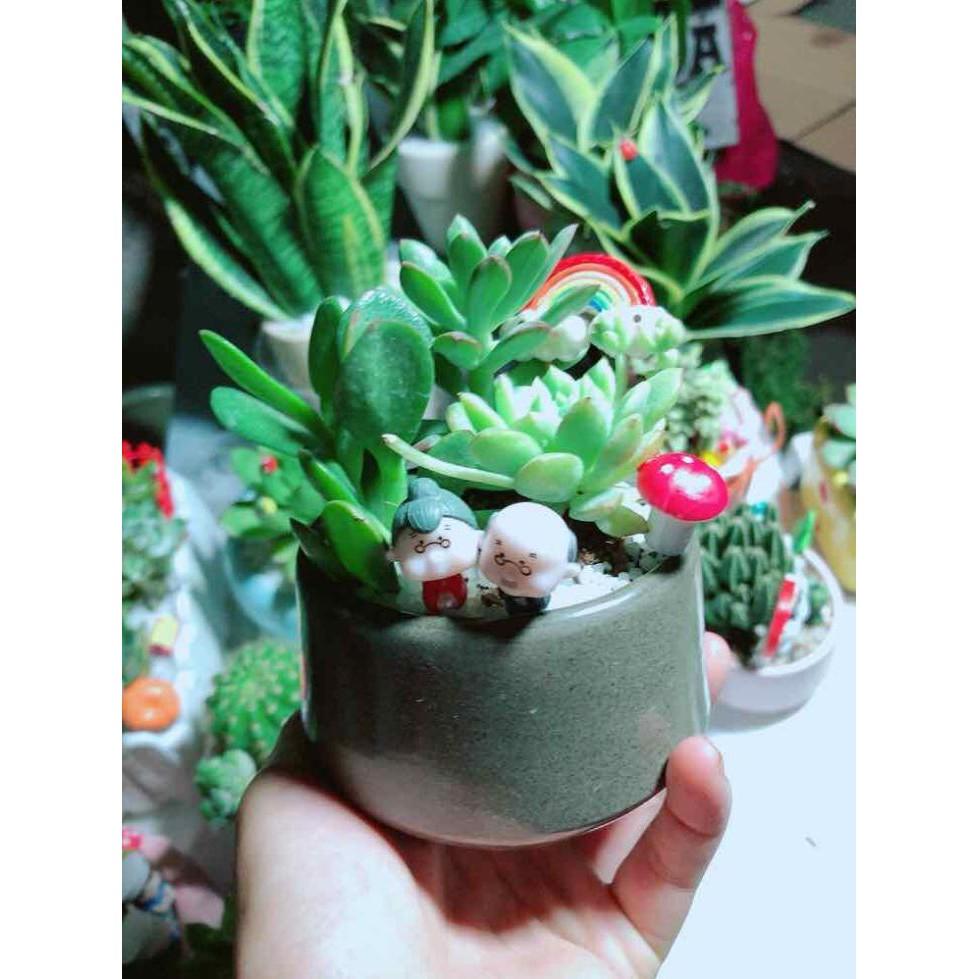 Chậu sen đá tiểu cảnh Bán Chạy