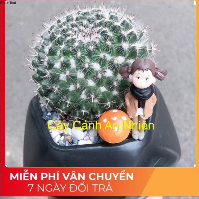 Chậu xương rồng