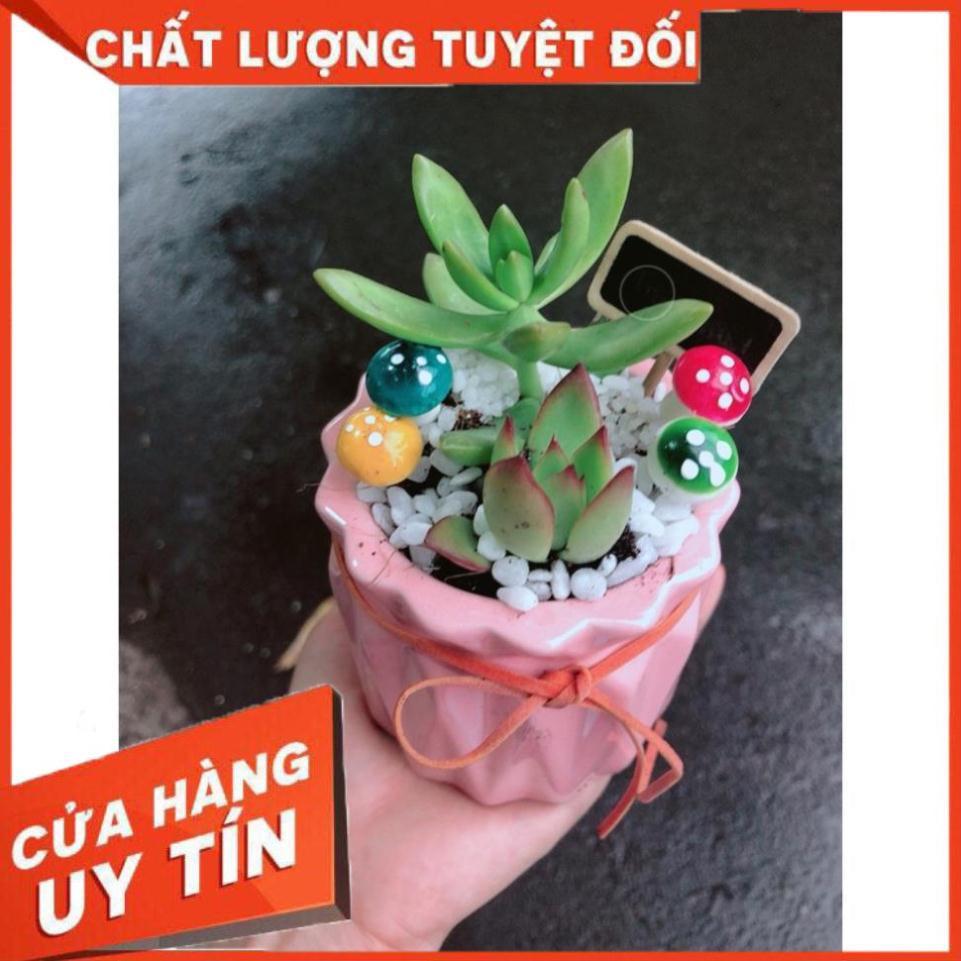 Chậu tiểu cảnh sen đá 1
