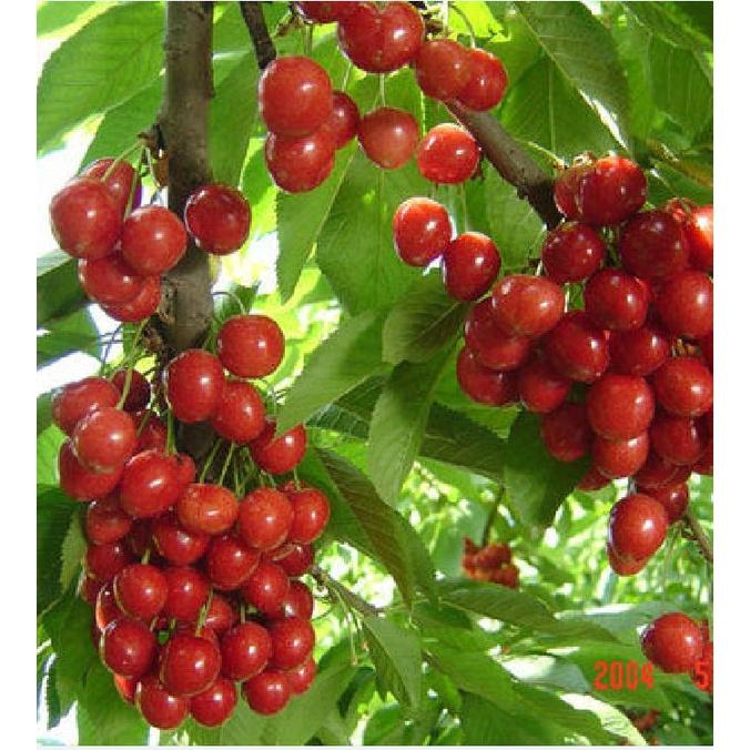 Hạt giống cây ăn trái cherry ( anh đào ) - Gói 10 hạt Tặng gói kích thích hạt nảy mầm