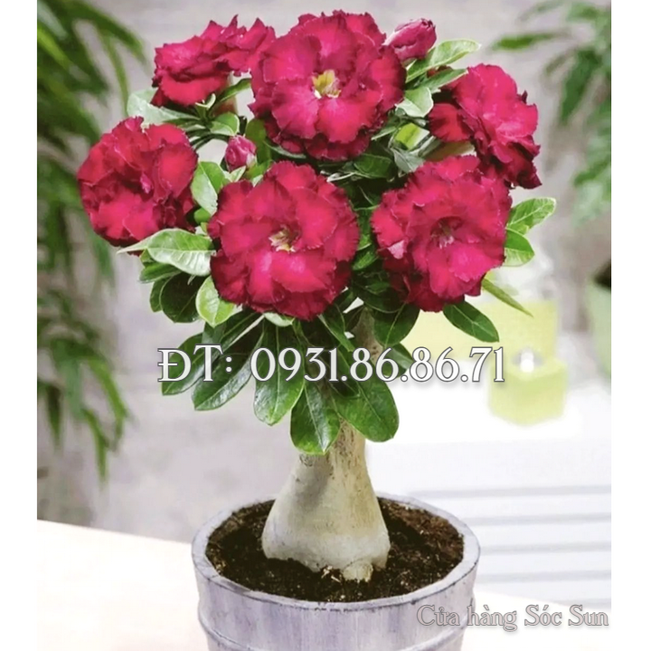Hạt giống hoa sứ kép màu đỏ sẫm – Bịch 10 hạt – Mã số 1767