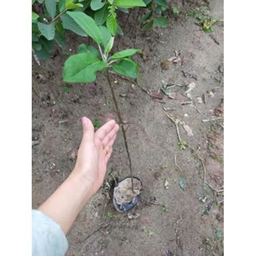 CÂY GIỐNG TÁO TÂY ĐỎ LÙN QUẢ SỚM