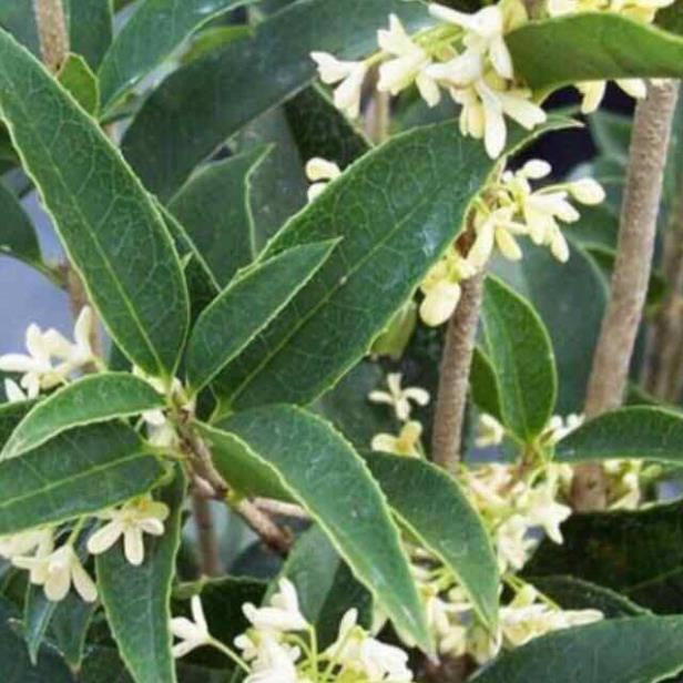 Cây hoa mộc hương ta cao 50cm