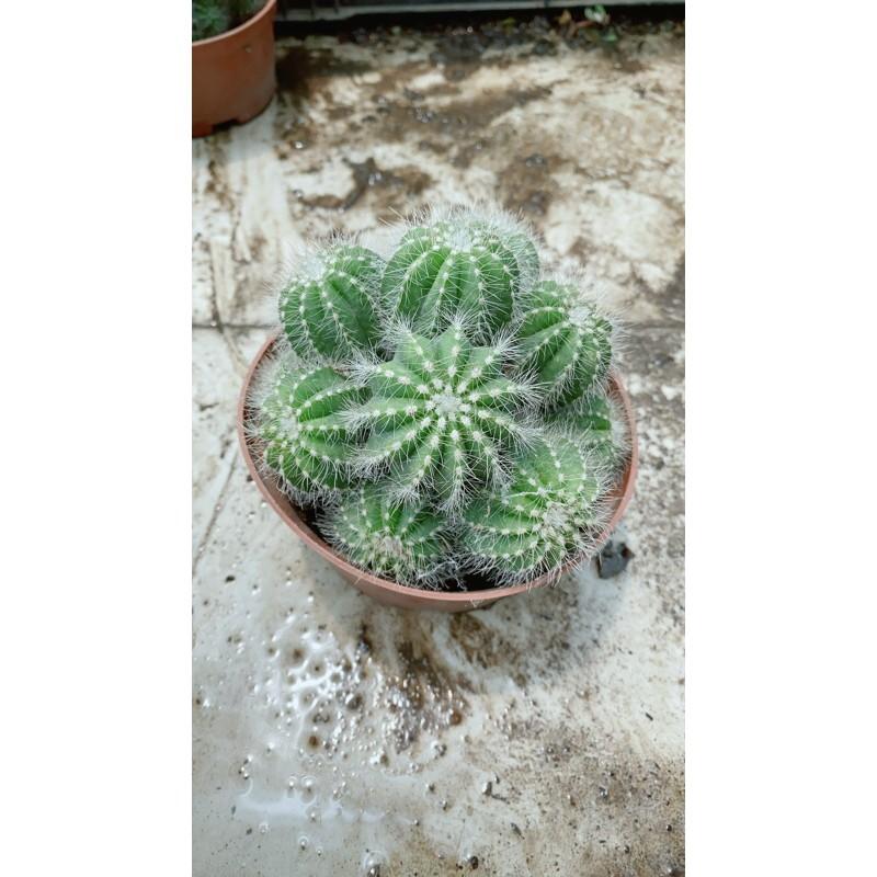 Xương Rồng Bụi Khế