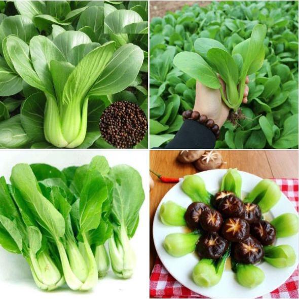 Gói 100 gram.Hạt giống rau cải chíp xanh ,rau cải thìa xanh