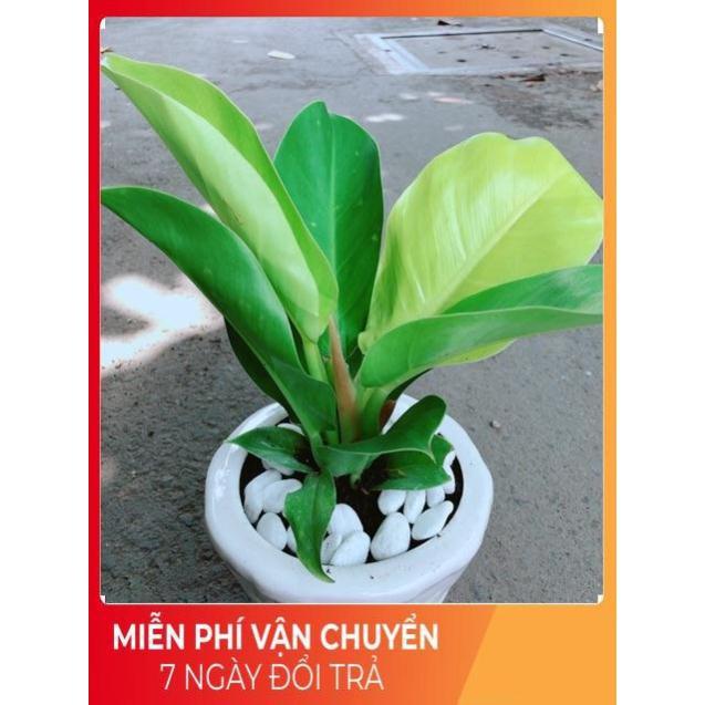 Chậu Trầu Bà Đế Vương