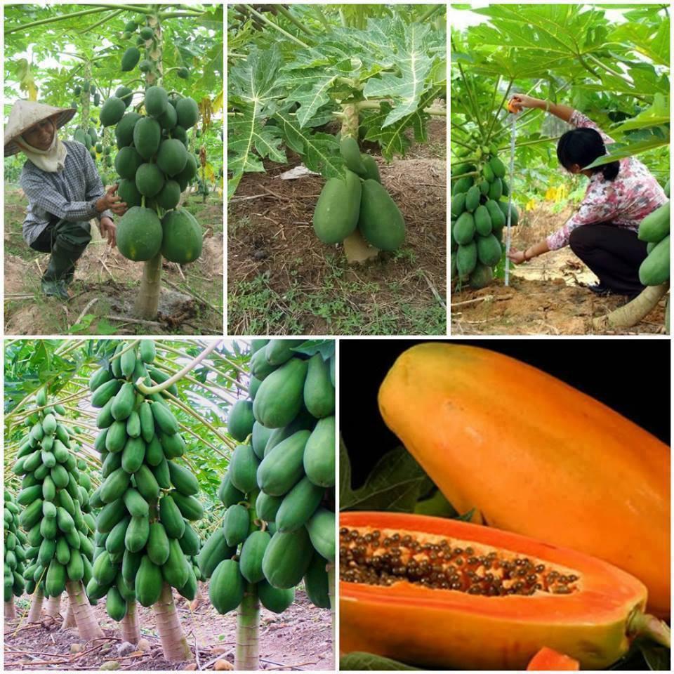 Hạt giống đu đủ lùn xanh siêu trái 10 hạt/gói