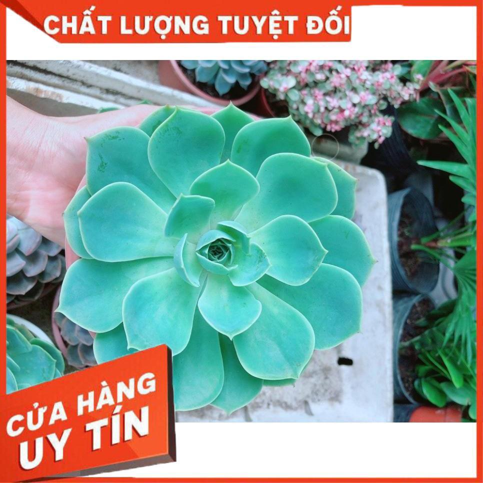 Sen Đá Xanh Đất Size Đại Nhiều Người Mua