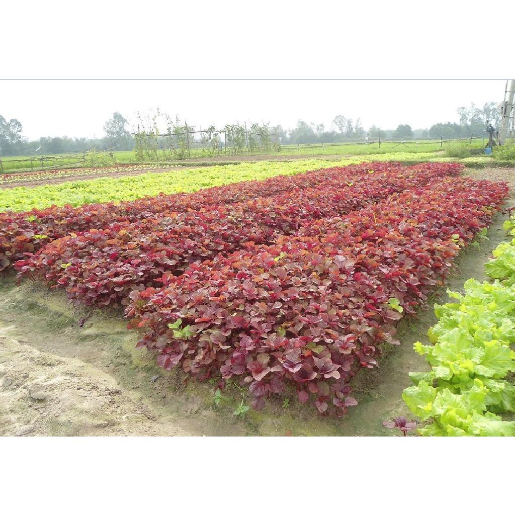 Hạt Giống Rau Dền 3 Màu - Gói 1kg