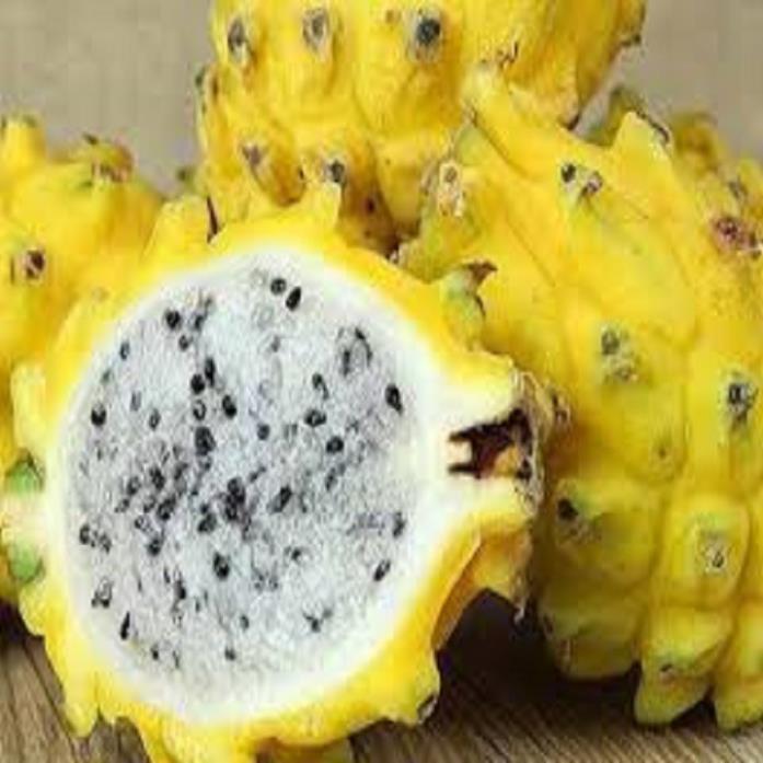 CÂY GIỐNG THANH LONG VỎ VÀNG RUỘT TRẮNG THÁI LAN SIÊU NGỌT, SIÊU QUẢ, CAM KẾT CHUẨN GIỐNG F1