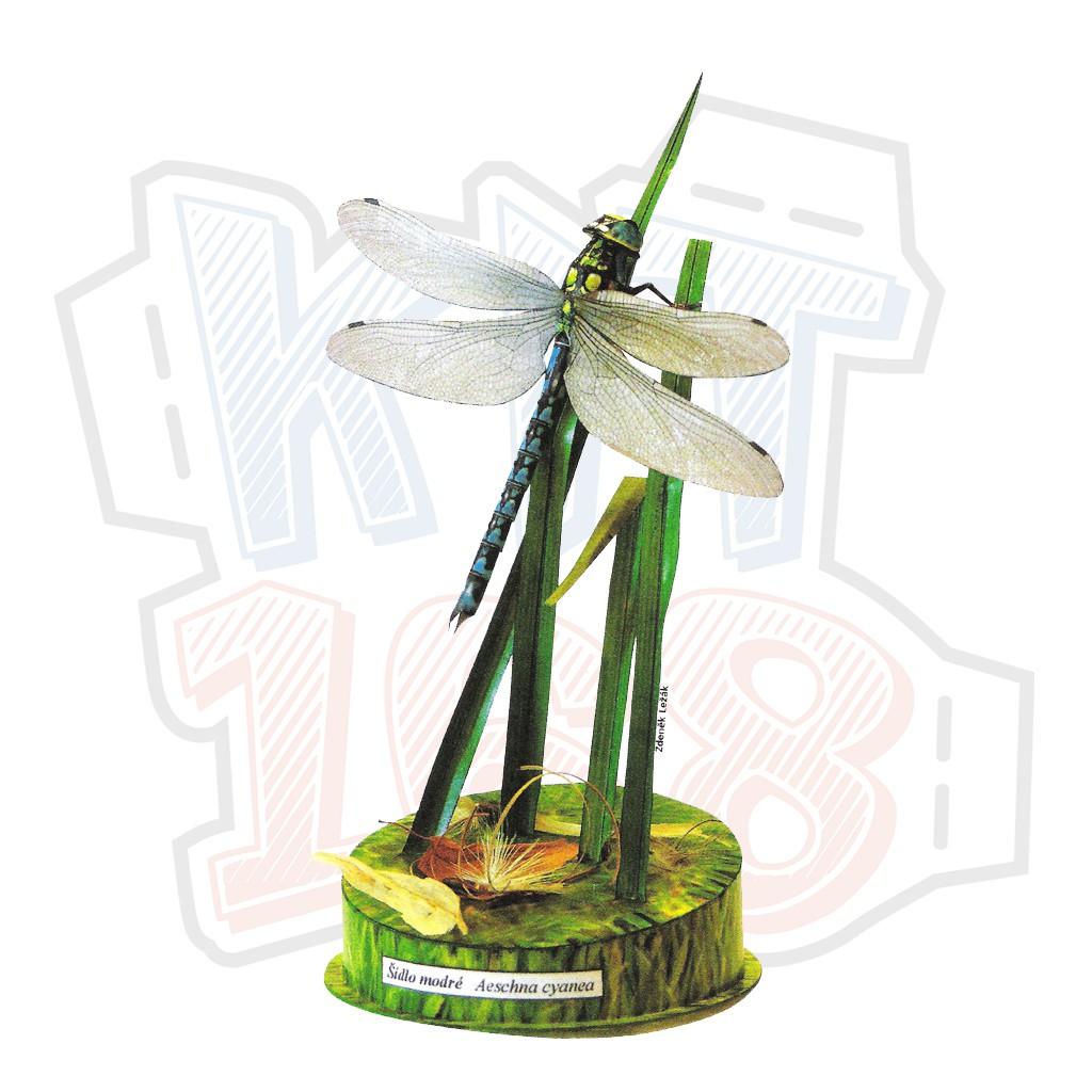 Mô hình giấy Dragonfly chuồn chuồn