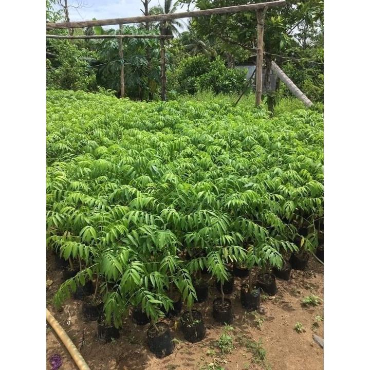 Cây cóc thái ra quả siêu sớm