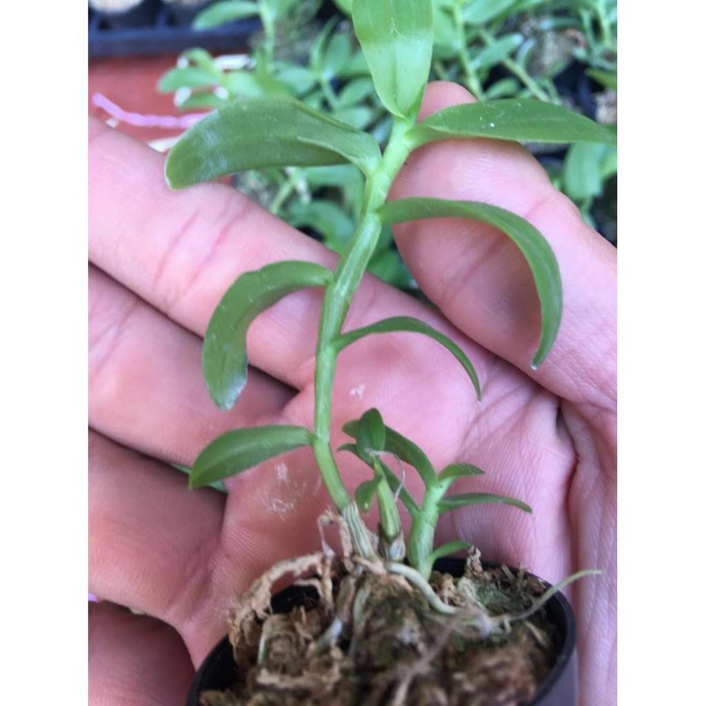 5ct hàng gieo hạt