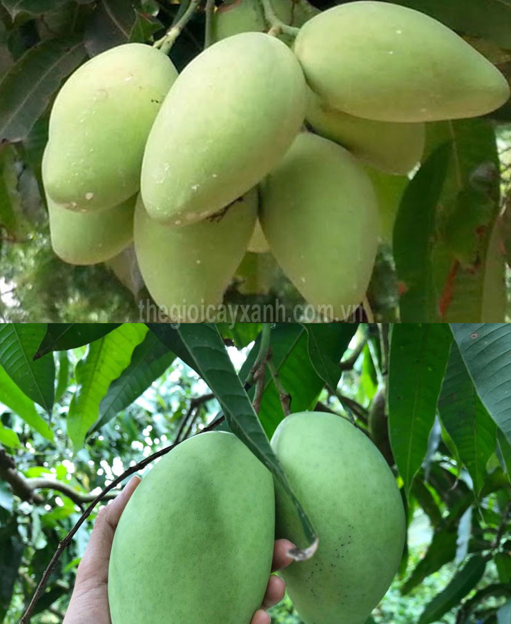 Cây giống xoài cát hòa lộc
