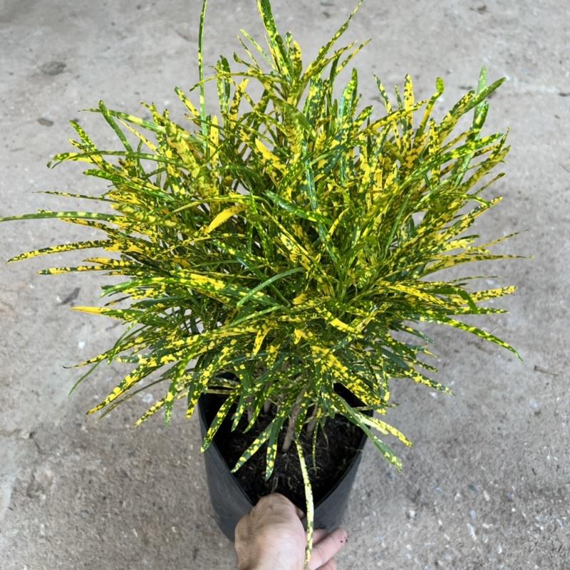 Cây cô tòng đuôi lươn cao 25-30cm, cây cảnh trang trang trí quán cà phê, ban công, sân vườn và ven tường