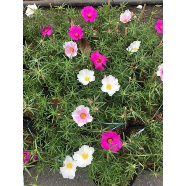 Cây hoa 10 giờ thái