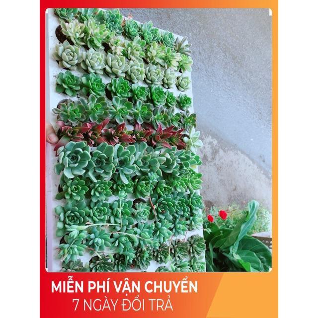 Combo 13 Cây Sen Đá Vỉ