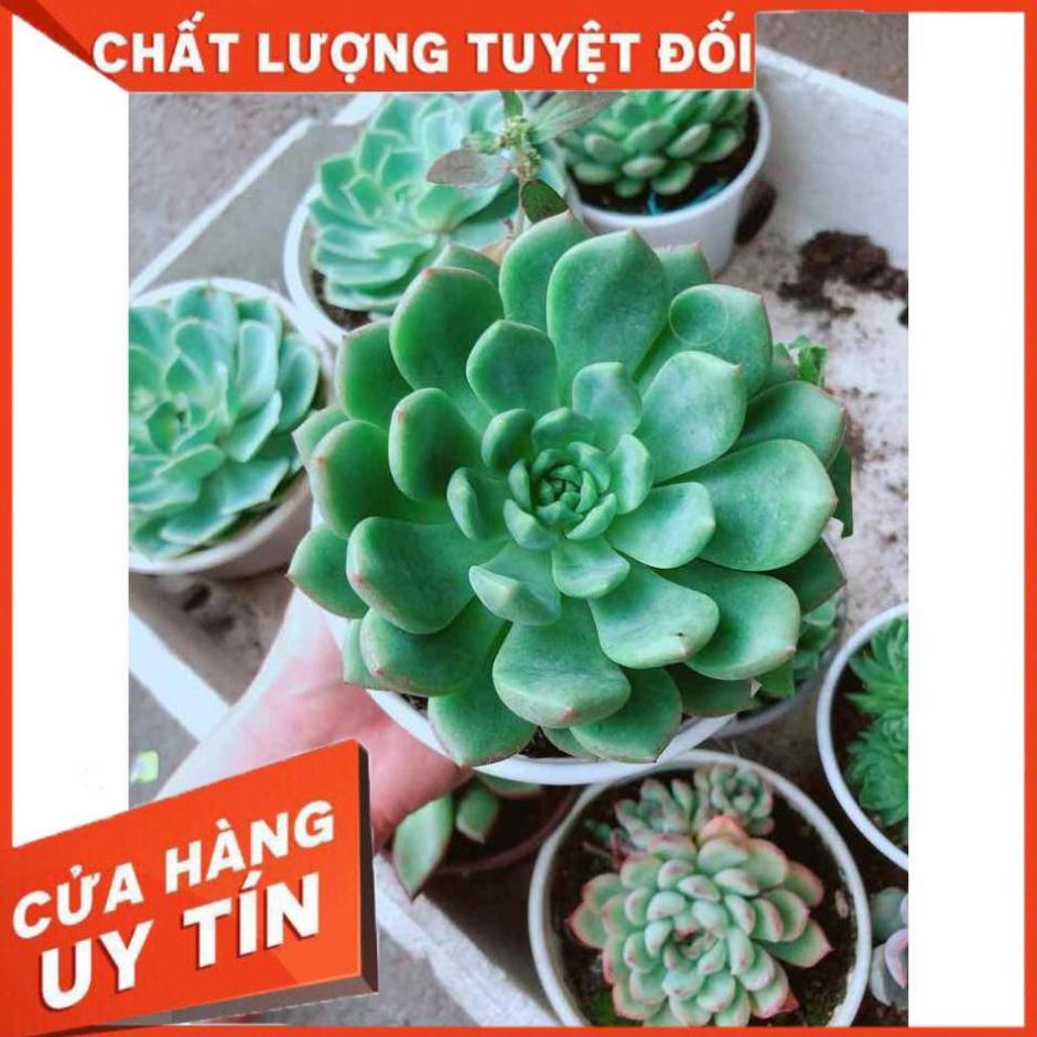 Sen đá bánh bao xanh Nhiều Người Mua